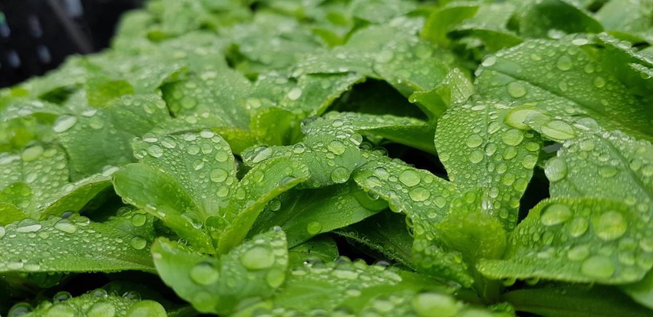 Coeur Vert Oekologisch Mit Viel Ambiente Fuer Seelen-Wellness Ronchamp Ngoại thất bức ảnh